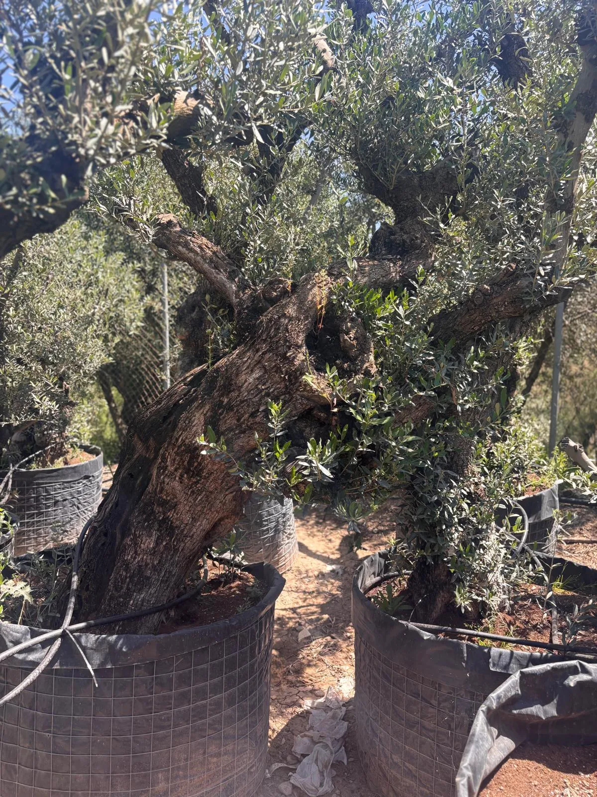 Olivo exclusivo de forma única en el vivero de Olivos Burgos, ejemplar nº 2
