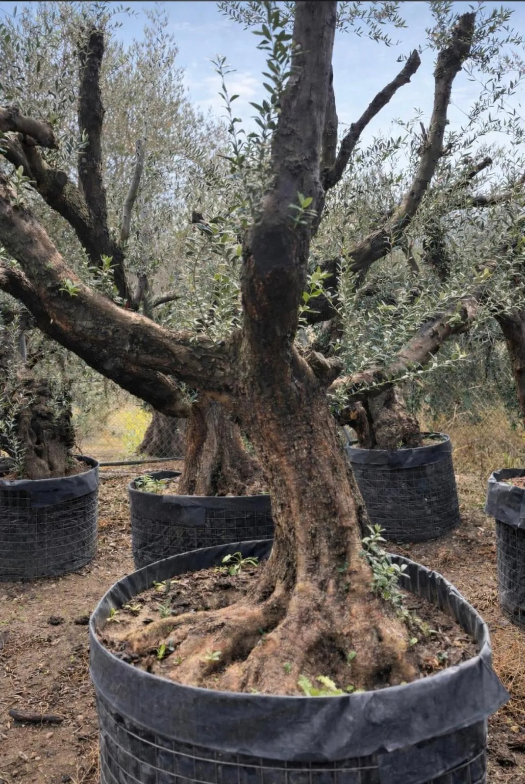 Olivo exclusivo de forma única en el vivero de Olivos Burgos, ejemplar nº 3