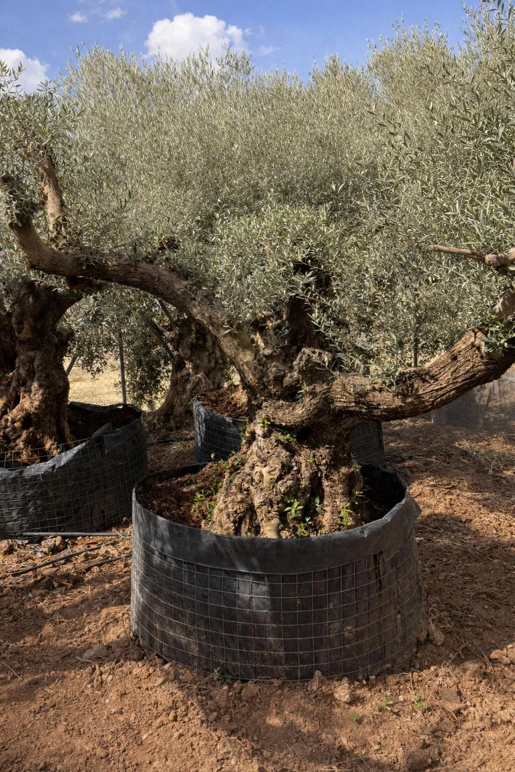 Olivo exclusivo de forma única en el vivero de Olivos Burgos, ejemplar nº 4