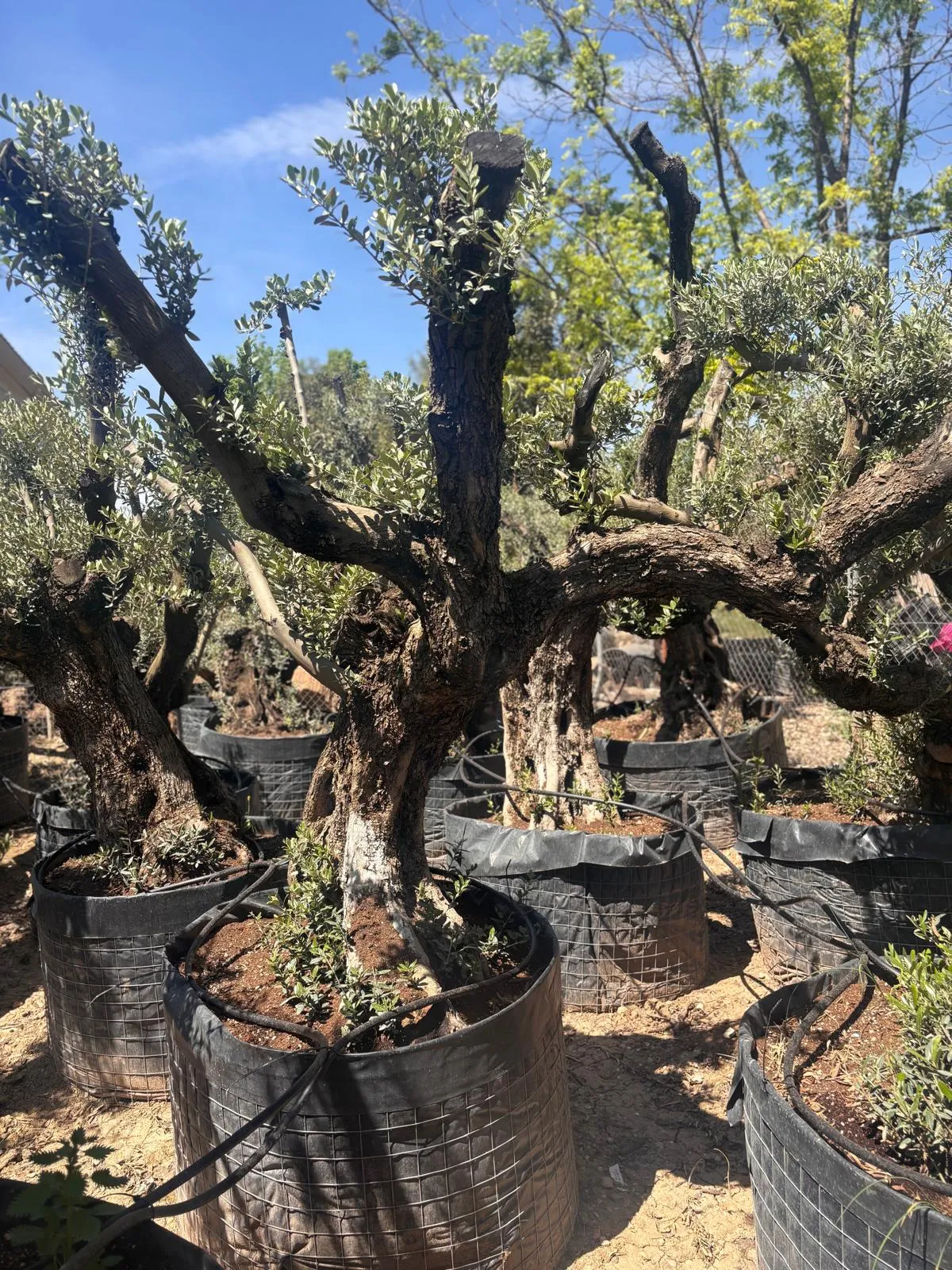 Olivo exclusivo de forma única en el vivero de Olivos Burgos, ejemplar nº 5