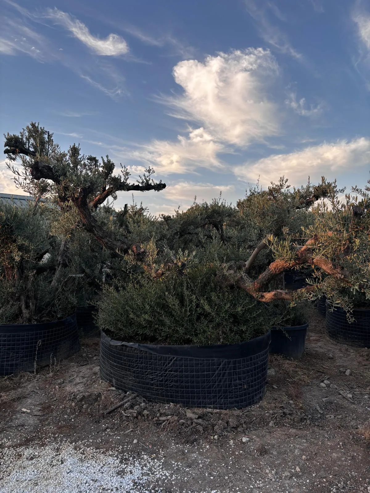 Olivo exclusivo de forma única en el vivero de Olivos Burgos, ejemplar nº 7
