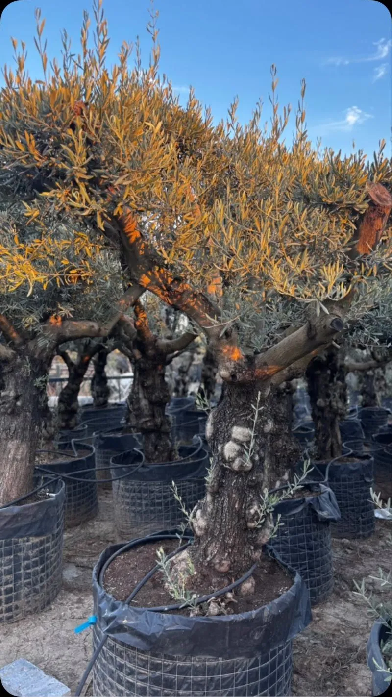 Olivos ornamentales listos para tu jardín.