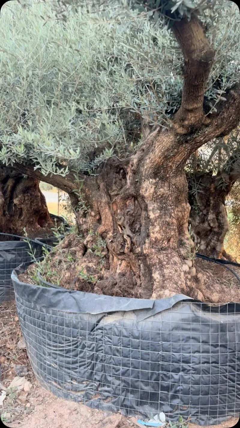 Olivos centenarios y ejemplares con troncos únicos, para jardines, fincas y hoteles.