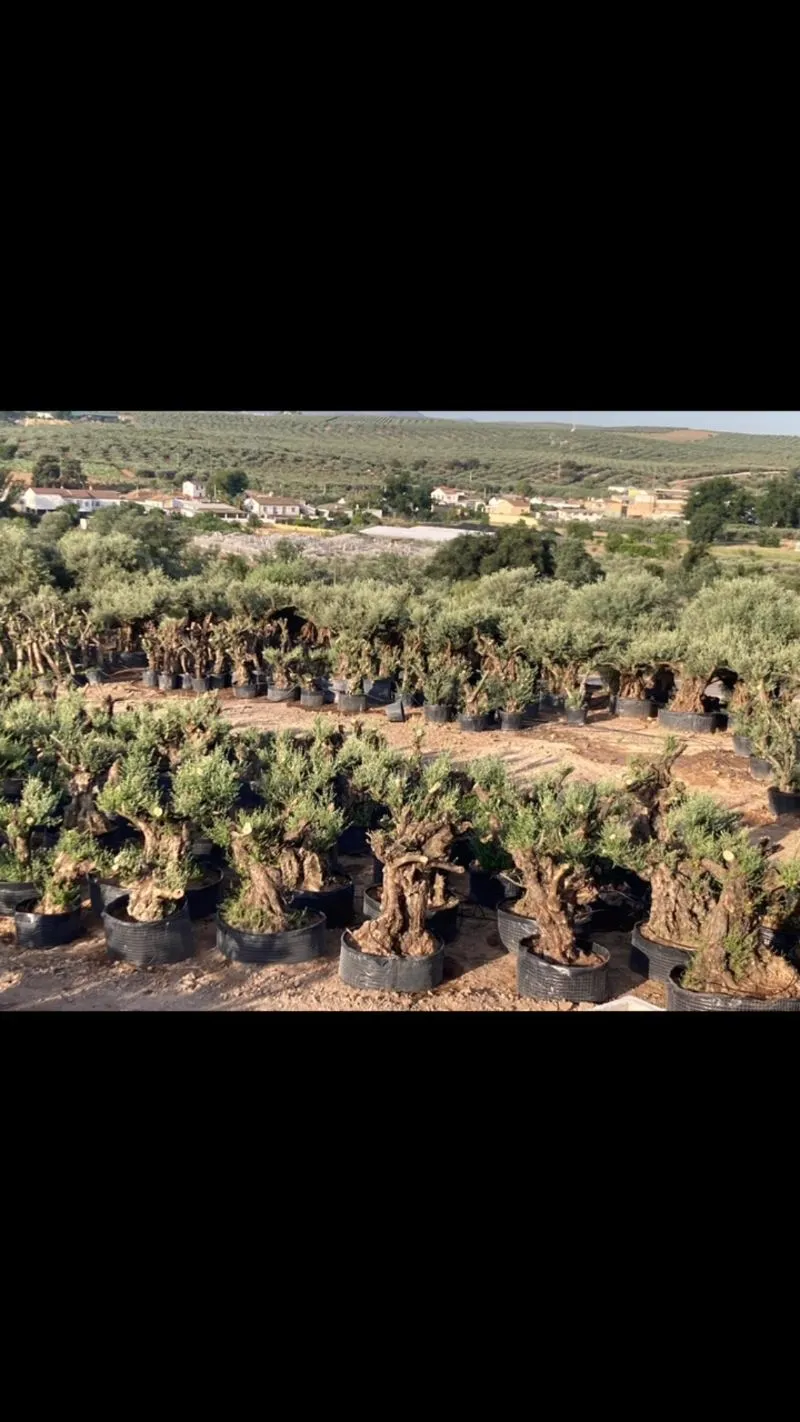 Ejemplares seleccionados en el vivero.
