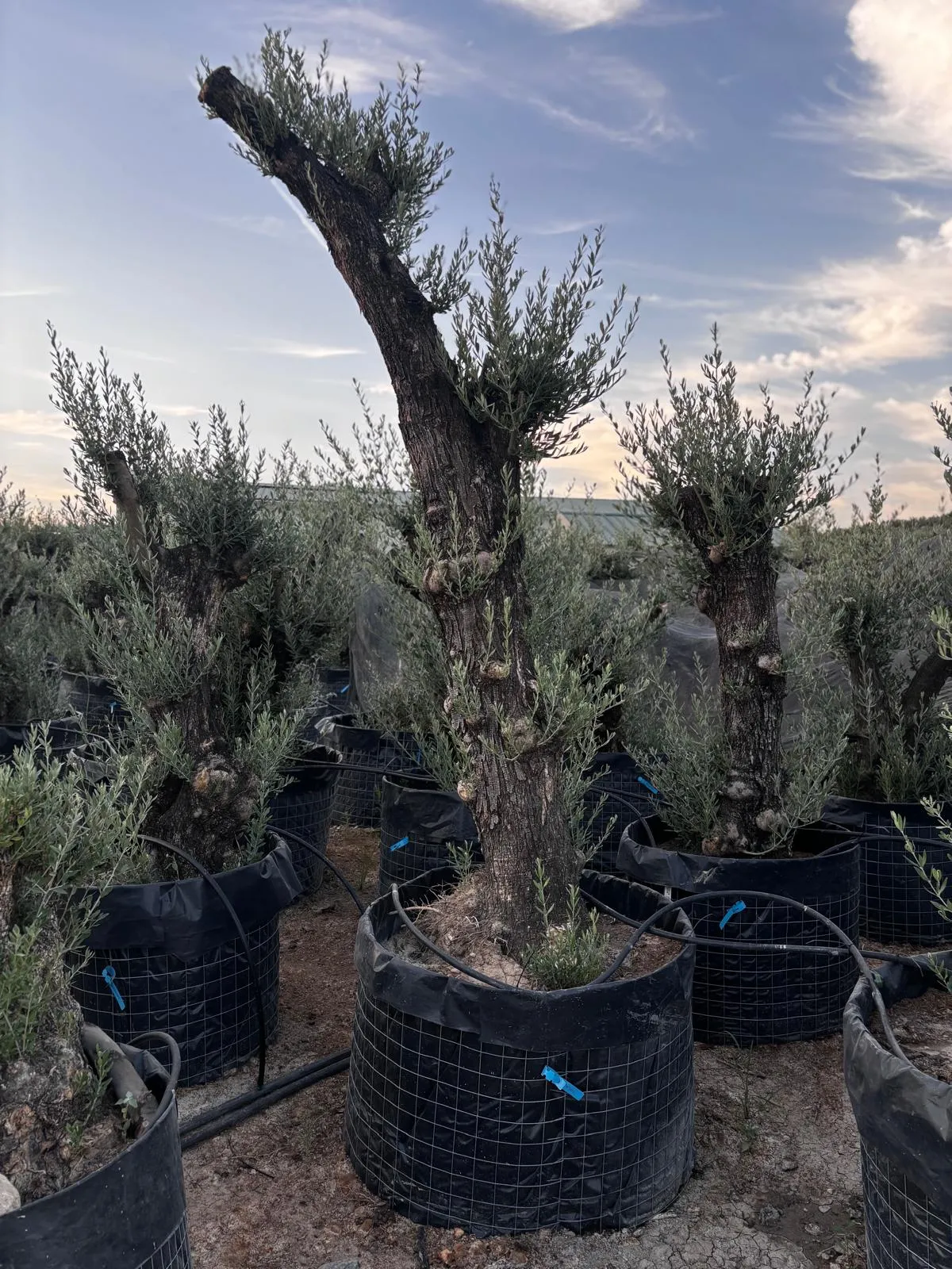 Olivo alto — Olea europaea — Olivos Burgos