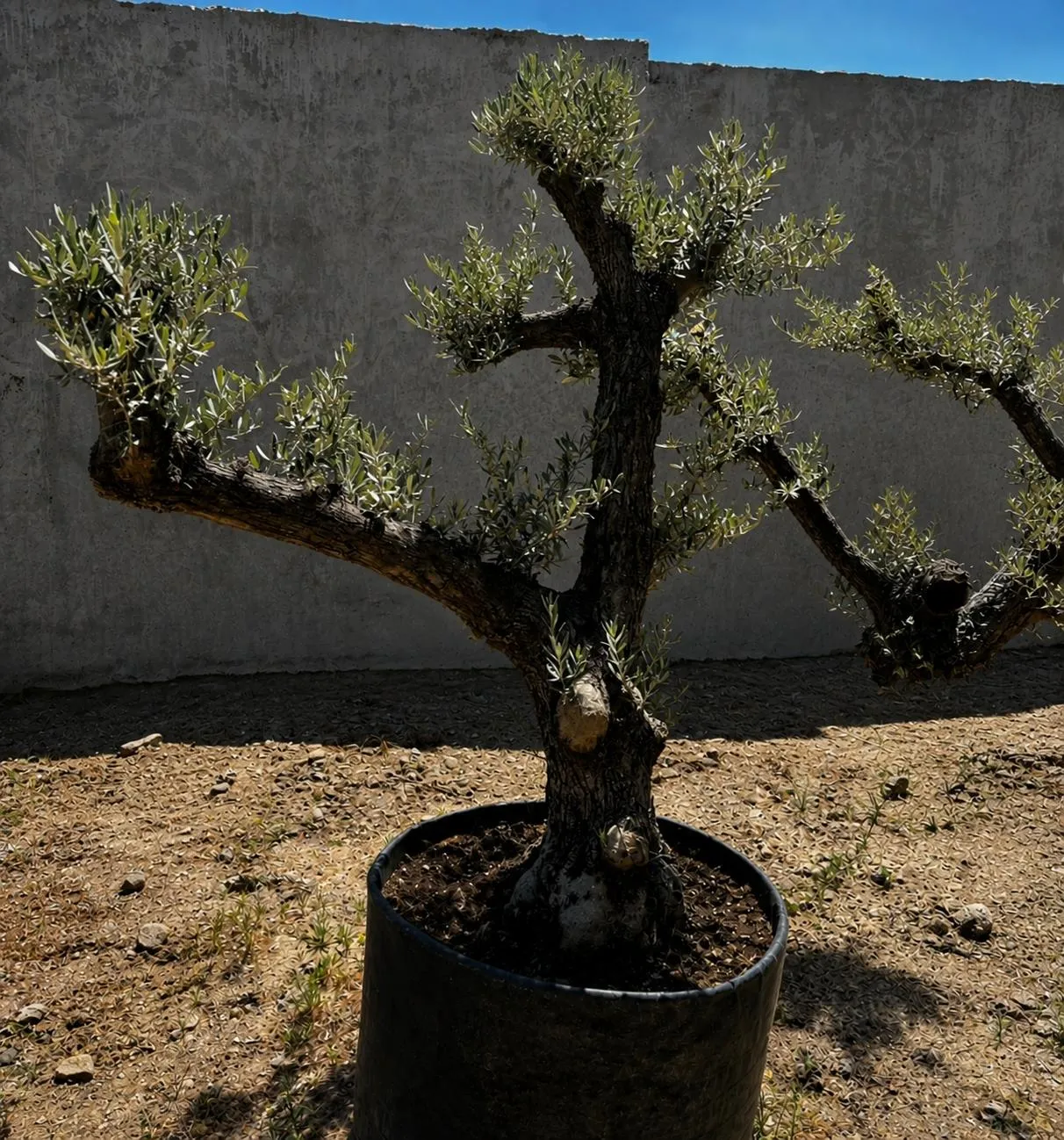 Olivo de brazos — Olea europaea — Olivos Burgos
