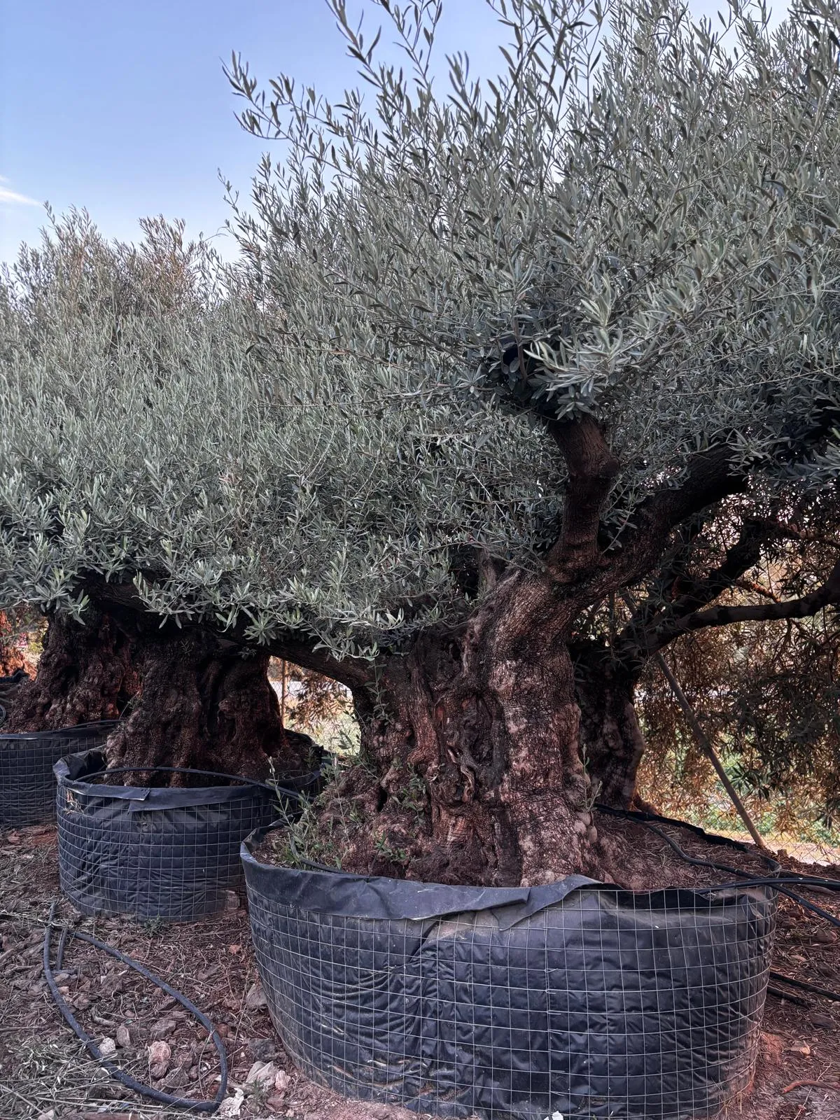 Olivo centenario — Olea europaea — Olivos Burgos