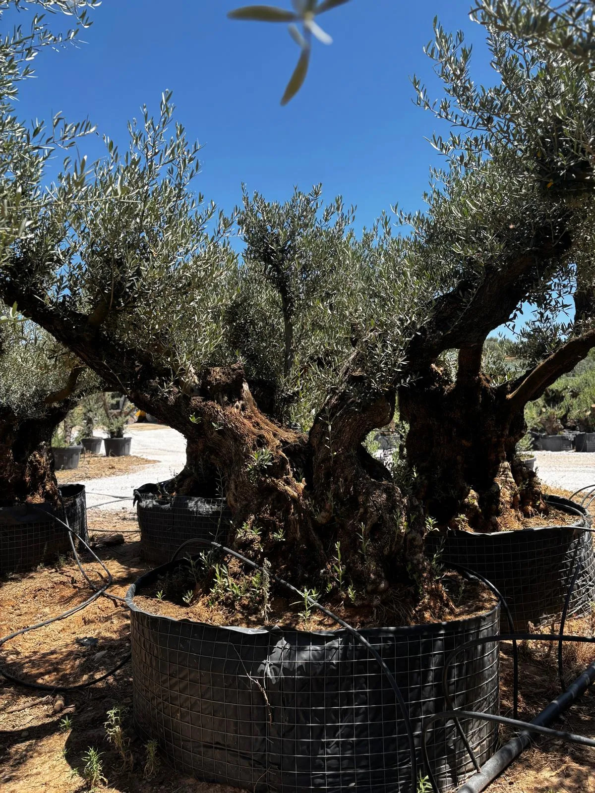 Centenario, dos cabezas — Olea europaea — Olivos Burgos