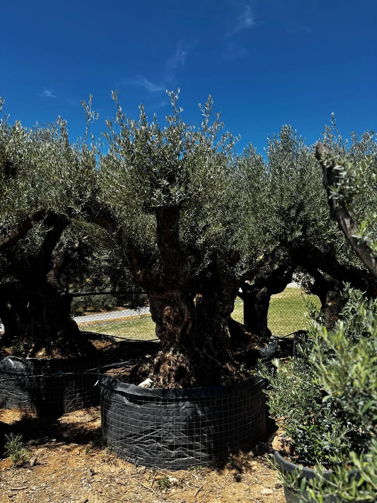 Centenario ejemplar — Olea europaea — Olivos Burgos