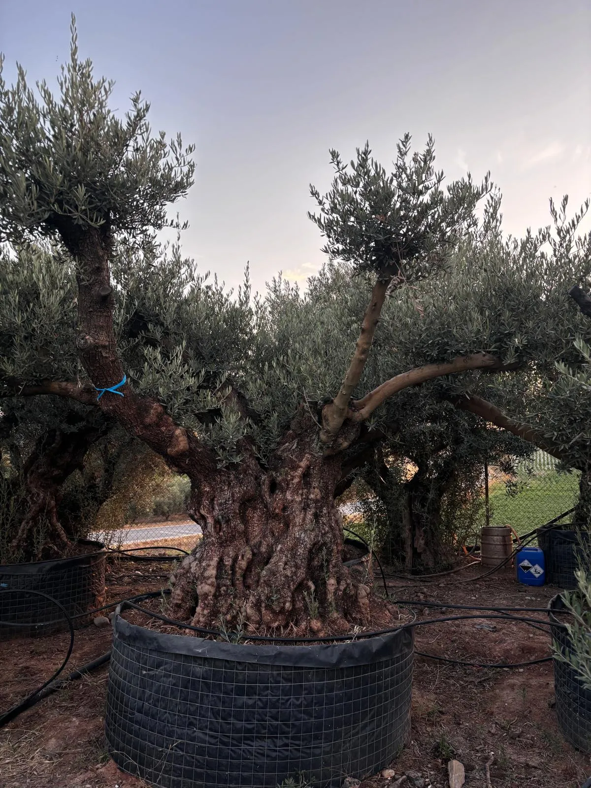 Centenario ejemplar de brazos — Olea europaea — Olivos Burgos