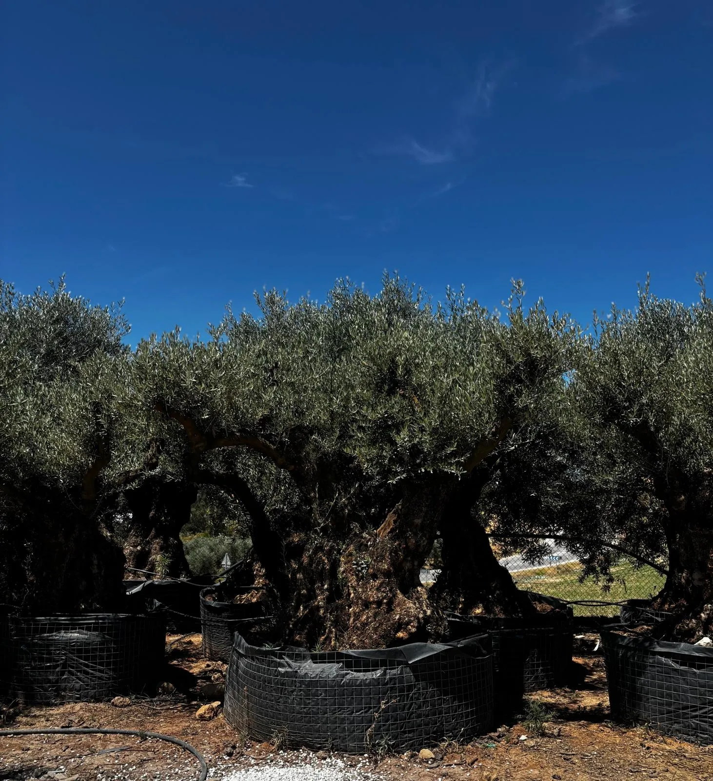 Centenario ejemplar — Olea europaea — Olivos Burgos