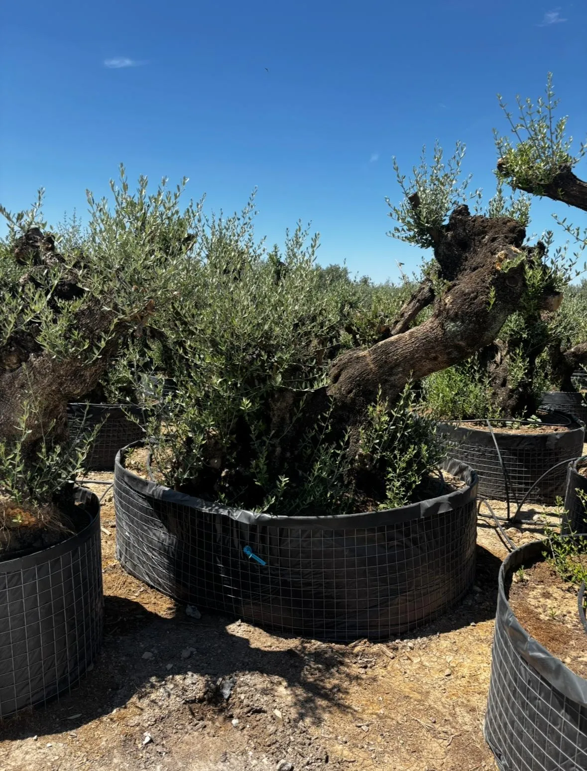 Ejemplar doble tumbado — Olea europaea — Olivos Burgos