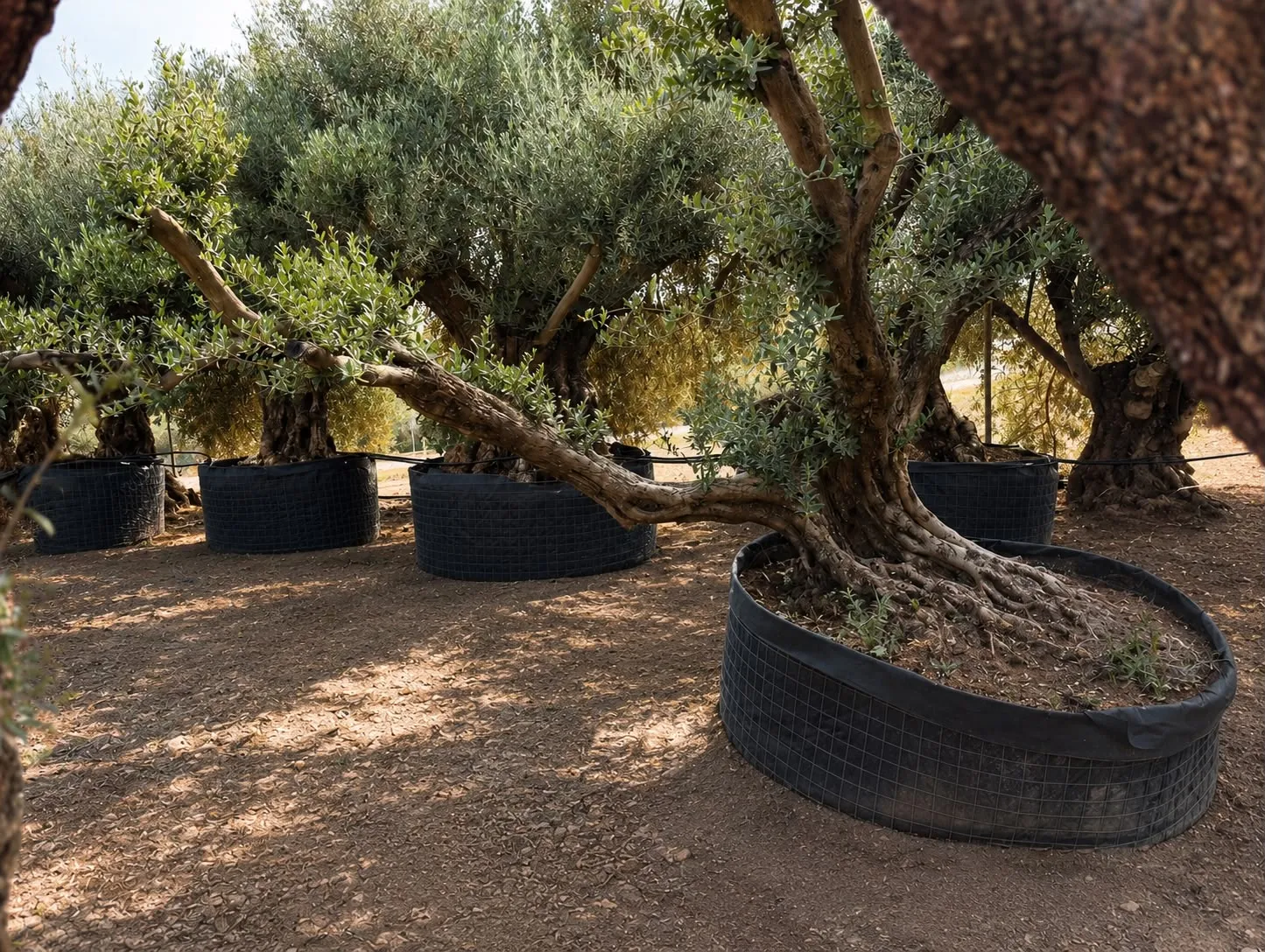 Ejemplar tumbado — Olea europaea — Olivos Burgos