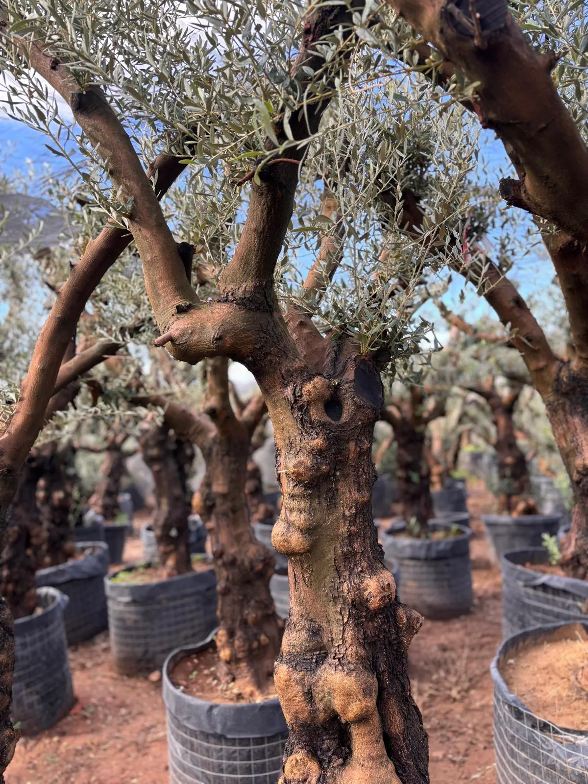 Olivo hojiblanco — Olea europaea — Olivos Burgos