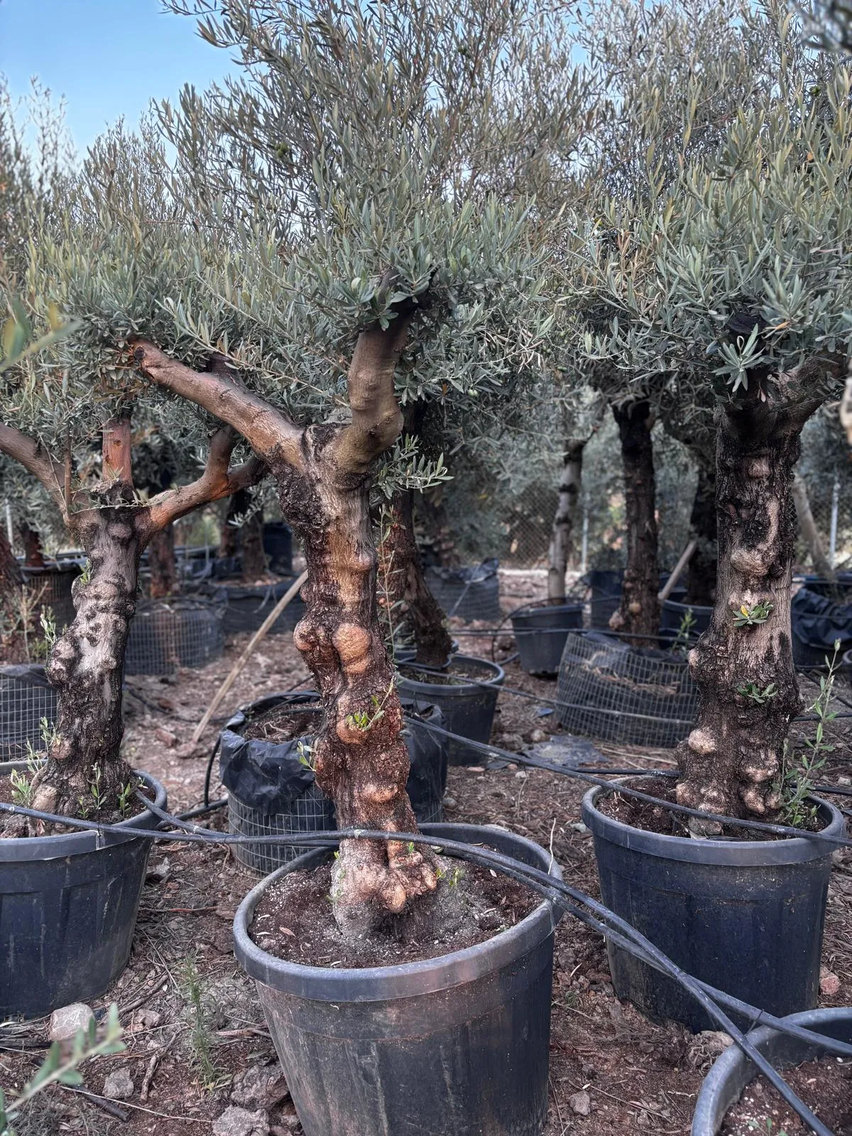 Hojiblanco en maceta — Olea europaea — Olivos Burgos