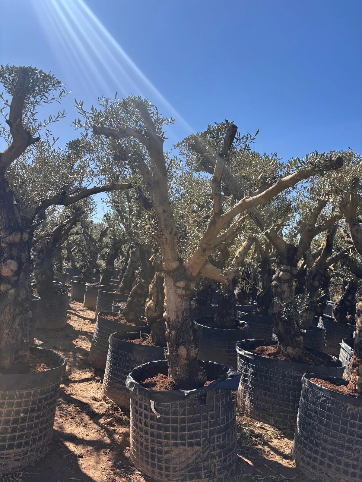 Olivo hojiblanco — Olea europaea — Olivos Burgos