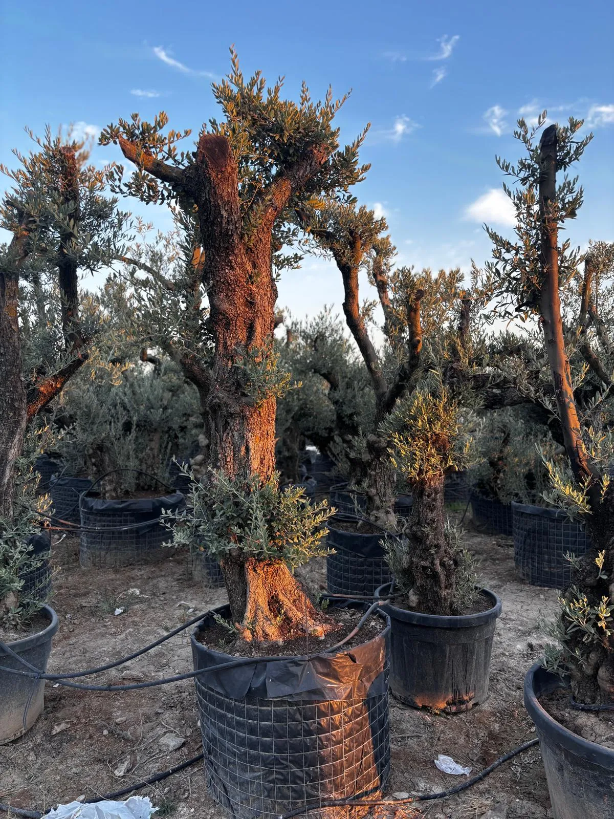 Olivo recto — Olea europaea — Olivos Burgos