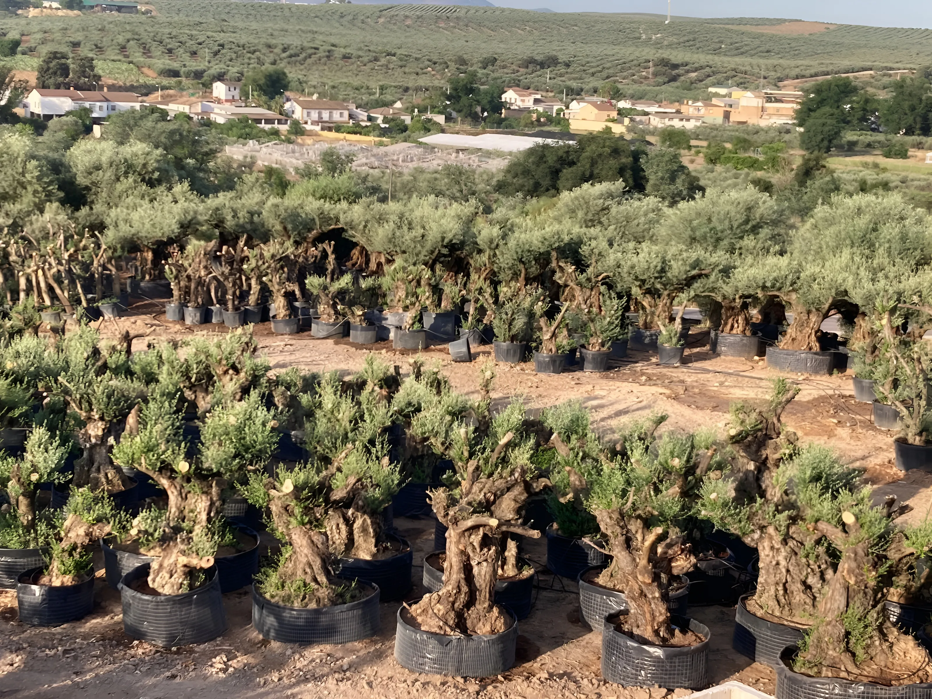 Vista del vivero de Olivos Burgos en Puente Genil, con filas de olivos centenarios en maceta